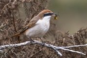 Stephen Nobbs - Red - Tailed Shrike